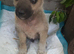 OZZY – The Puppy Nobody Wanted... Until Now