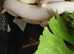 Snow motley female corn snake