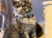 Tica registered black smoked male Maine coons