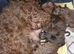 Patterdale pups (nick stevens lines)
