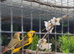 Yellow crowned bishop cock bird