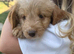 Gorgeous cockapoo pups
