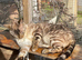 Spayed Adult Female Bengal