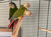 Young conures for sale