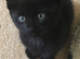 Perfect Companion …. Russian Persian X BS