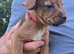 Jack Russell x Fell Terrier