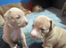 American bulldog cross American staff