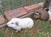 Male guinea pigs for sale