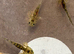 axolotl babies