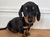 KC Registered Miniature Dachshund