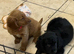 Beautiful Cockapoo x puppys