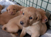 KC Registered Fox Red Labrador Puppies