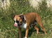 Boxer female