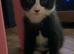 Male kitten