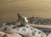 Male Western Hognose – Conda 100% Het Albino