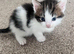 Two beautiful kittens looking for their loving home
