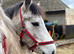 Beautiful rising 3 ye old full registered Connemara mare