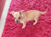 Chihuahua still availability