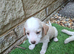 Jackapoo puppies for sale