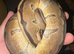 Genetic Stripe Het Axanthic With Paradoxing