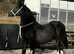 STRIKING WELSH COB COLT
