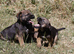 KC Registered Border Terrier Puppies
