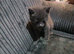 Fully grey kitten 8weeks old
