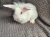 Mini Lion Lop Bunnies