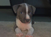 Blue Staffordshire bull terrier puppy