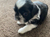 2x stunning tiny shih tzu boys