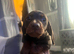mini dachushund triplets 3 males