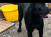 Top bloodline cane corso female having pups