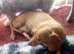 Dachshund