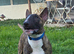6 month old kc reg bull terrier