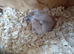 Ferrets for sale
