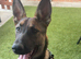 5 month old german shepherd