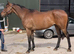 17hh ex national hunt tb