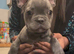 Frenchie puppies ready for forever homes