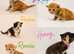 Female ginger kitten