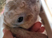 Gorgeous Litter of Mini Plush Lops ( Dense Velvet type Coat)