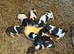 Springer spaniel puppies