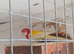 2 Rosellas for sale, 1 rubino and 1 lutino