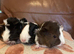 Guinea pigs for sale