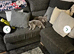British shorthairs