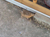 Golden jumbo coturnix quail male
