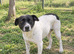 Daisy ️ Calm & Loving Medium Size Girl with Pointer Mix Looks
