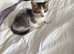 Kitten 9 weeks old