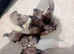 12 baby ferrets