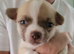 apple head chihuahuas pups.