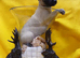 KC Regiatered Whipper Puppies for Sale